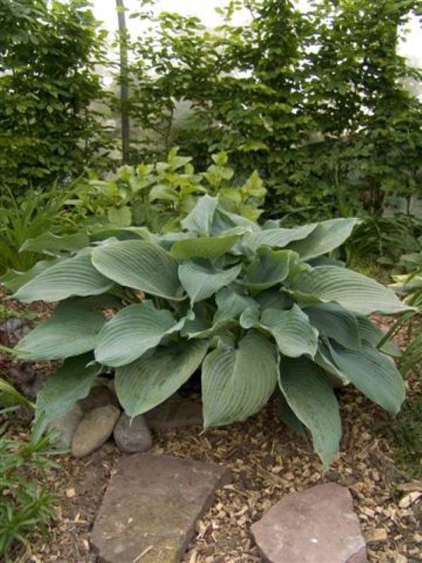Hosta Blue Angel