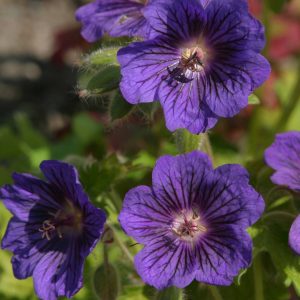 Geranium Blue Blood