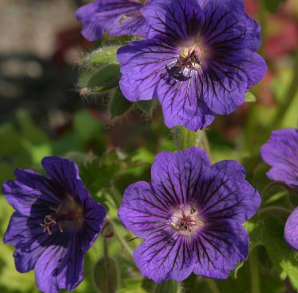 Geranium Blue Blood