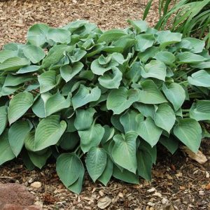 Hosta Blue Cadet