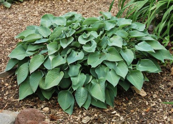 Hosta Blue Cadet