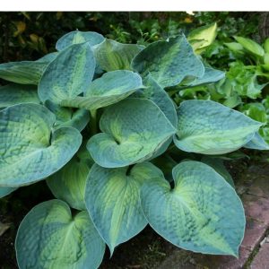 Hosta Blue Circle®