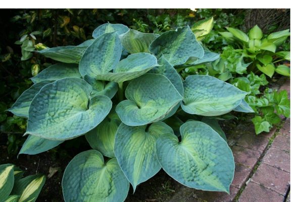 Hosta Blue Circle®