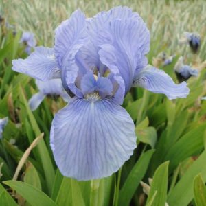 Iris Pumila Blue Denim