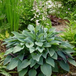 Hosta Blue Dimples