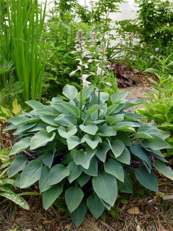 Hosta Blue Dimples