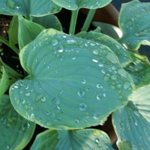 Hosta Blue Flame