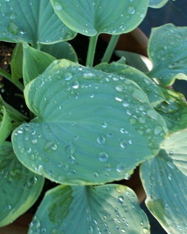 Hosta Blue Flame