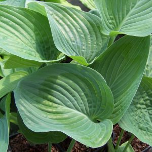 Hosta Blue Hawaii