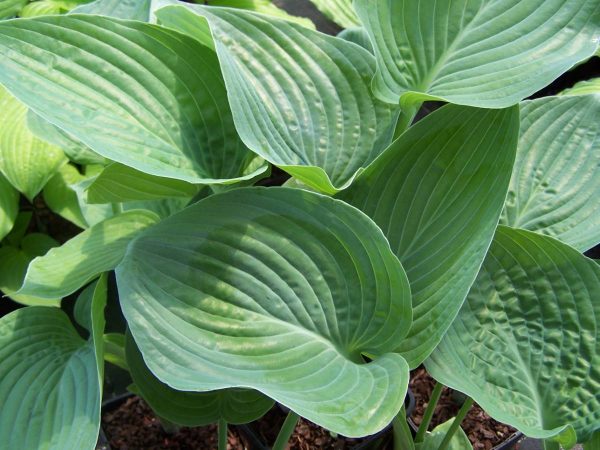 Hosta Blue Hawaii