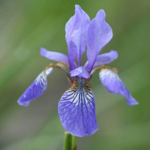 Iris sibirica Blue King