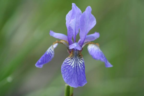 Iris sibirica Blue King