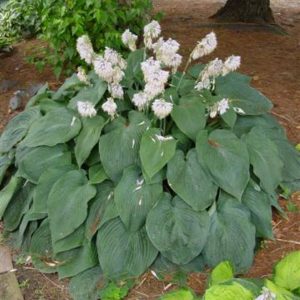 Hosta Blue Mammoth