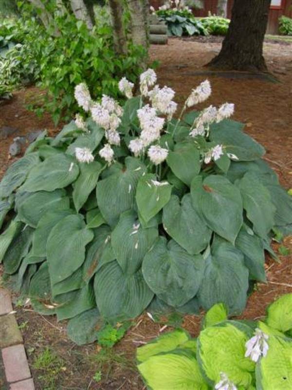 Hosta Blue Mammoth