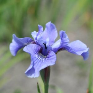 Iris sibirica Blue Moon