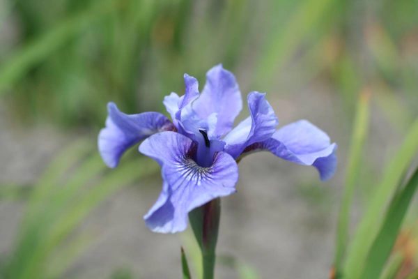 Iris sibirica Blue Moon