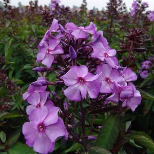 Phlox pan, Blue Paradise