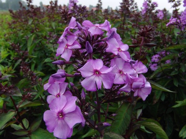 Phlox pan, Blue Paradise