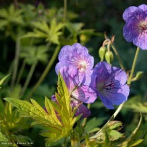 Geranium Blue Sunrise®