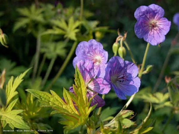 Geranium Blue Sunrise®