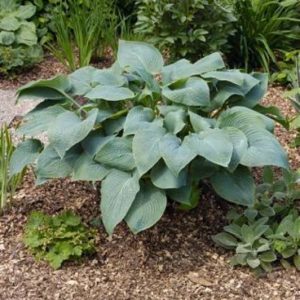 Hosta Blue Umbrellas