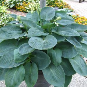 Hosta Blue Vision