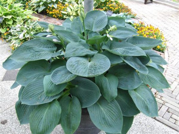 Hosta Blue Vision