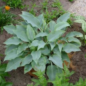Hosta Blue Wedgewood