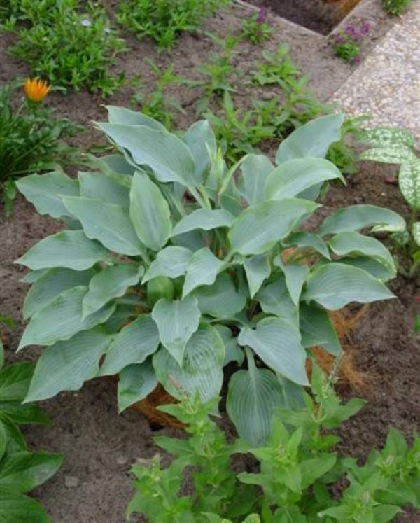 Hosta Blue Wedgewood