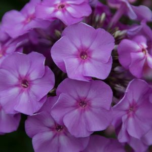 Phlox pan, Blue Boy