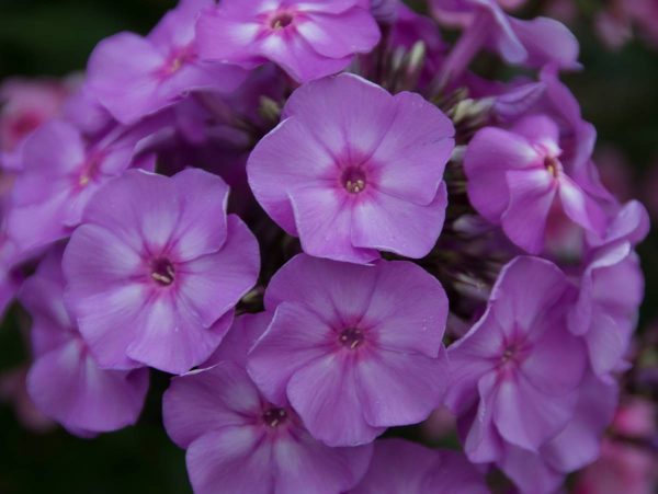 Phlox pan, Blue Boy