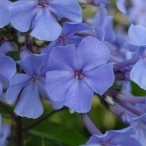 Phlox pan, Blue Evening