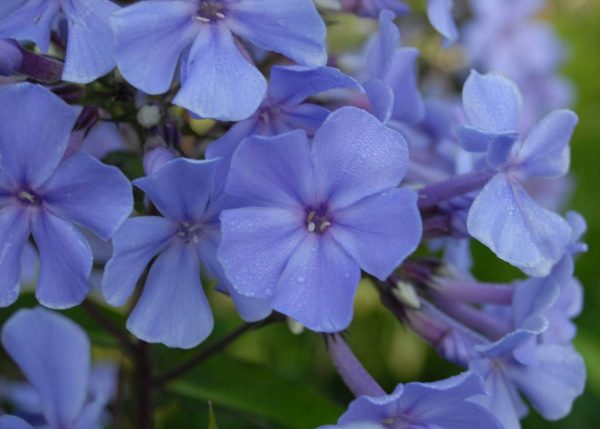 Phlox pan, Blue Evening