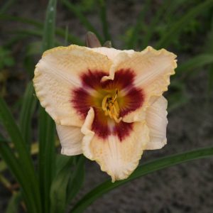 Hemerocallis Blueberry candy