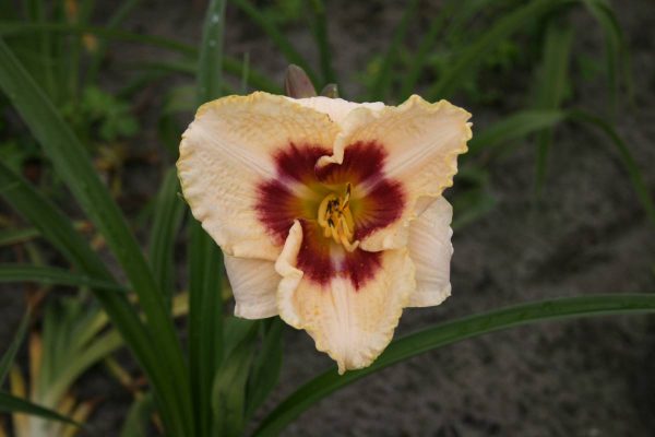 Hemerocallis Blueberry candy