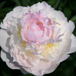 Paeonia  Blush Queen