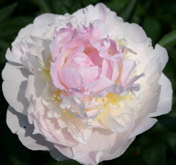 Paeonia  Blush Queen