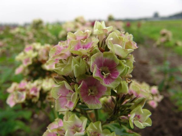 Phlox pan,Neon® Bold and Beautiful