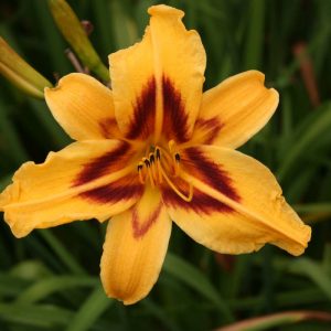 Hemerocallis Bonanza