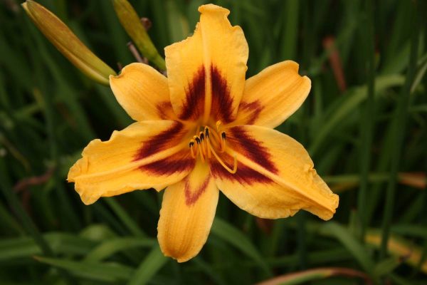 Hemerocallis Bonanza