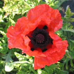 Papaver Bonfire