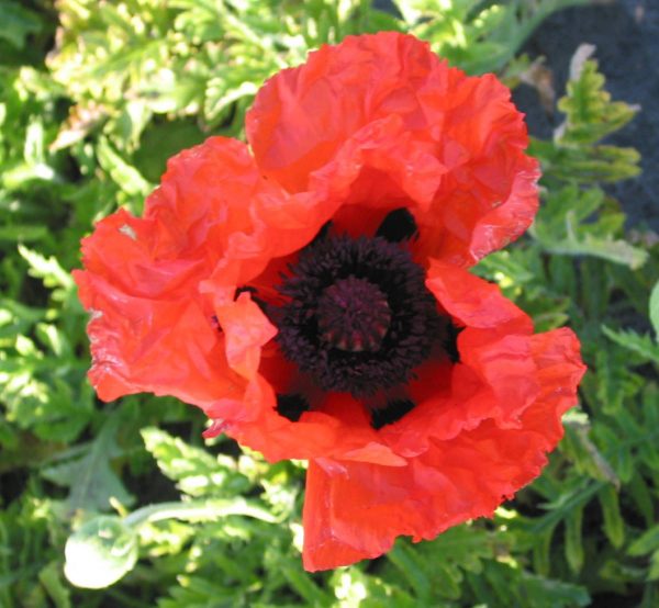 Papaver Bonfire