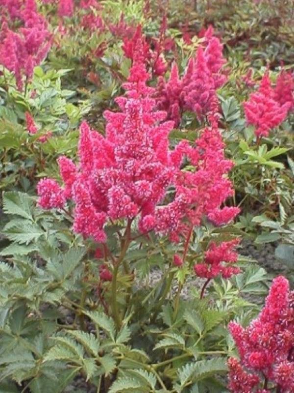 Astilbe Bonn