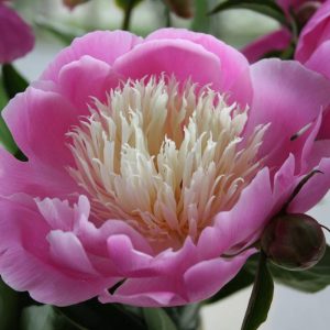 Paeonia  Bowl of Beauty