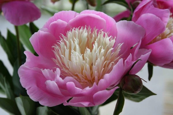 Paeonia  Bowl of Beauty