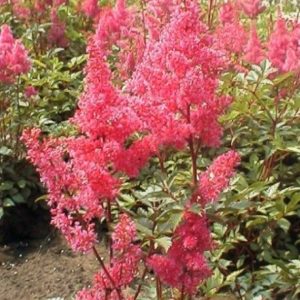 Astilbe japonica