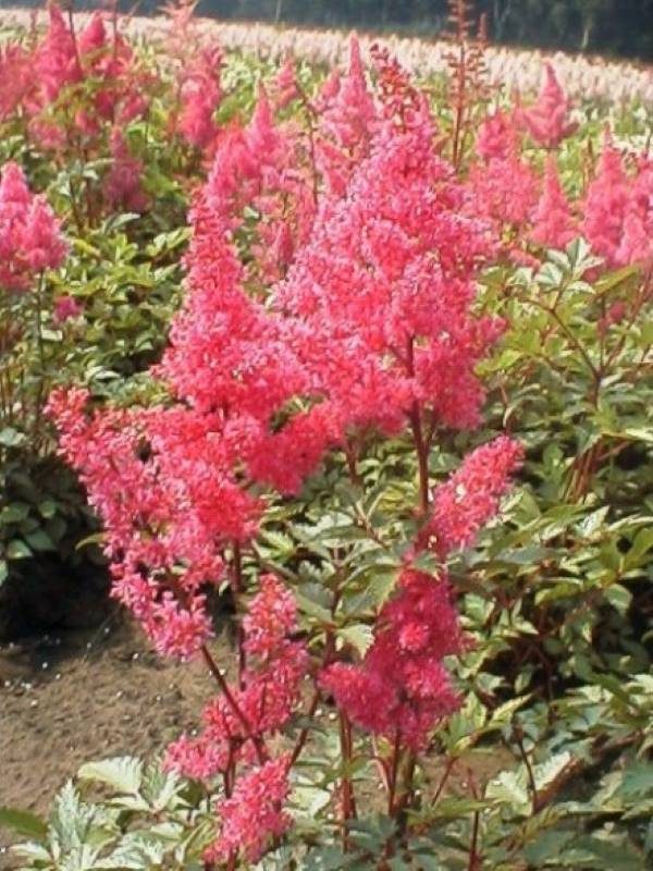 Astilbe Bremen