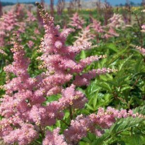 Astilbe Bressingham Beauty