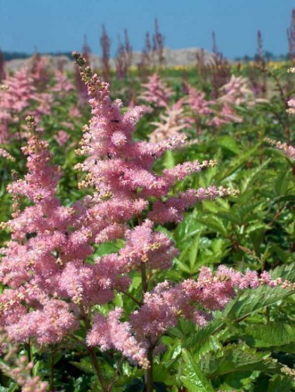 Astilbe Bressingham Beauty