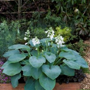 Hosta Bressingham Blue